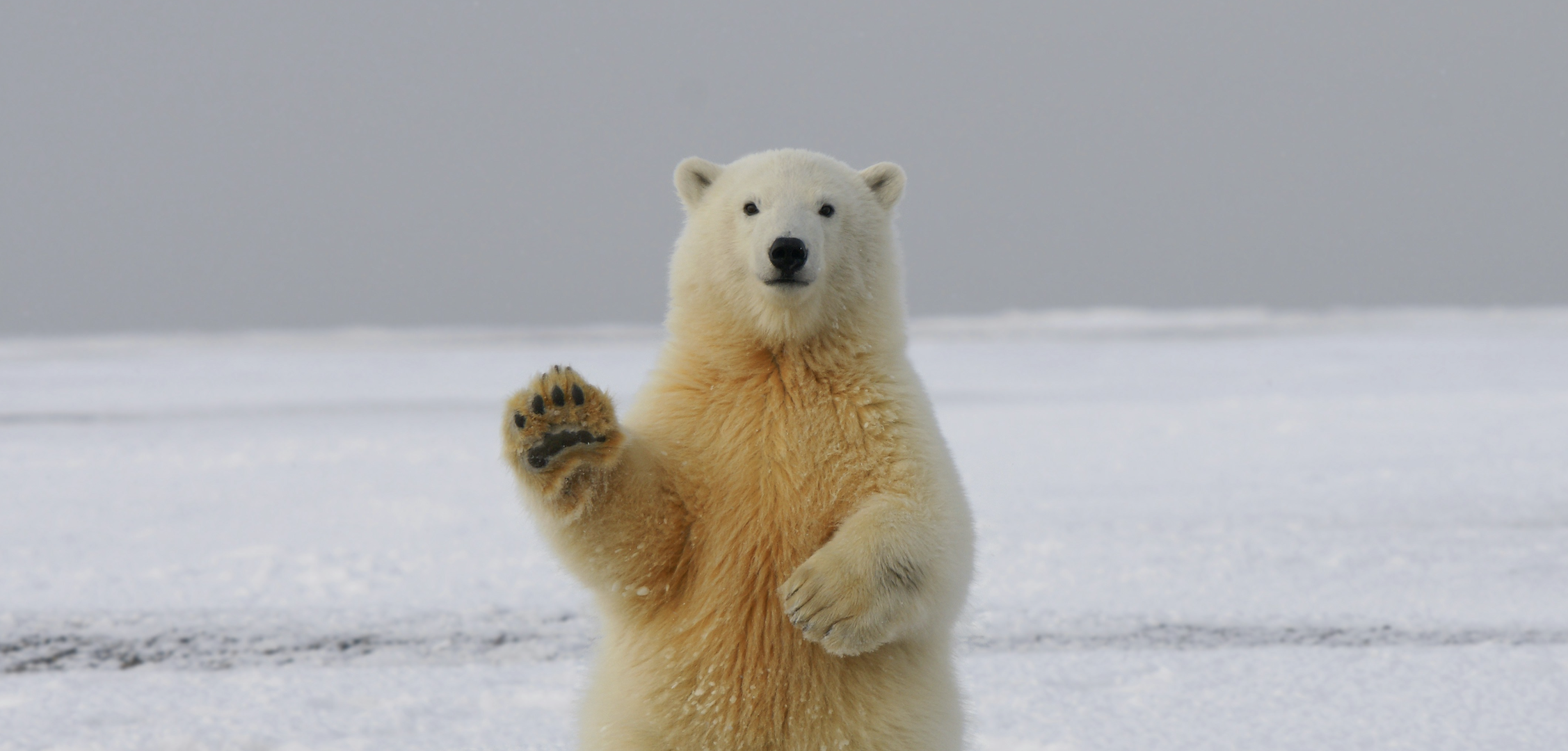 Polar Bear